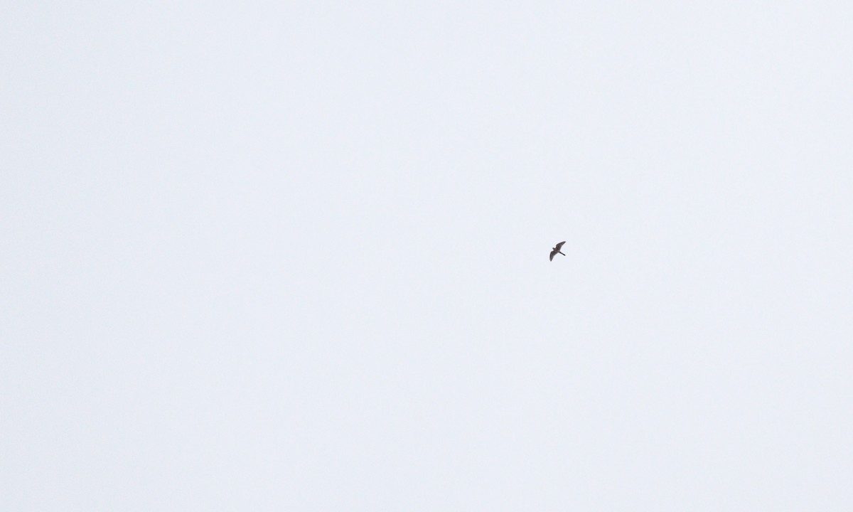 American Kestrel - ML642477998