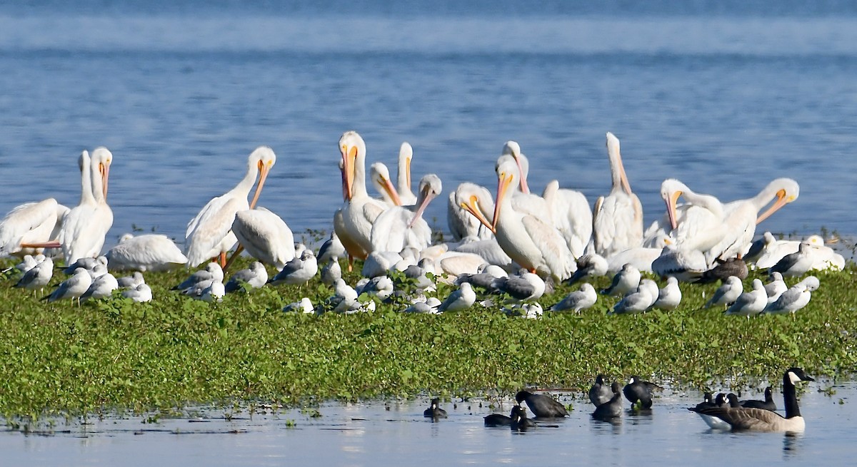 American White Pelican - ML642478026