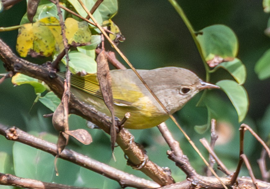 Nashville Warbler - ML642478030