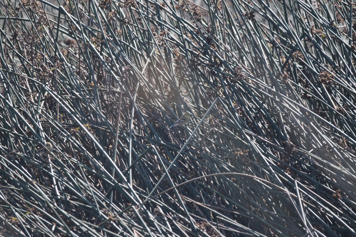 American Goldfinch - ML642478033