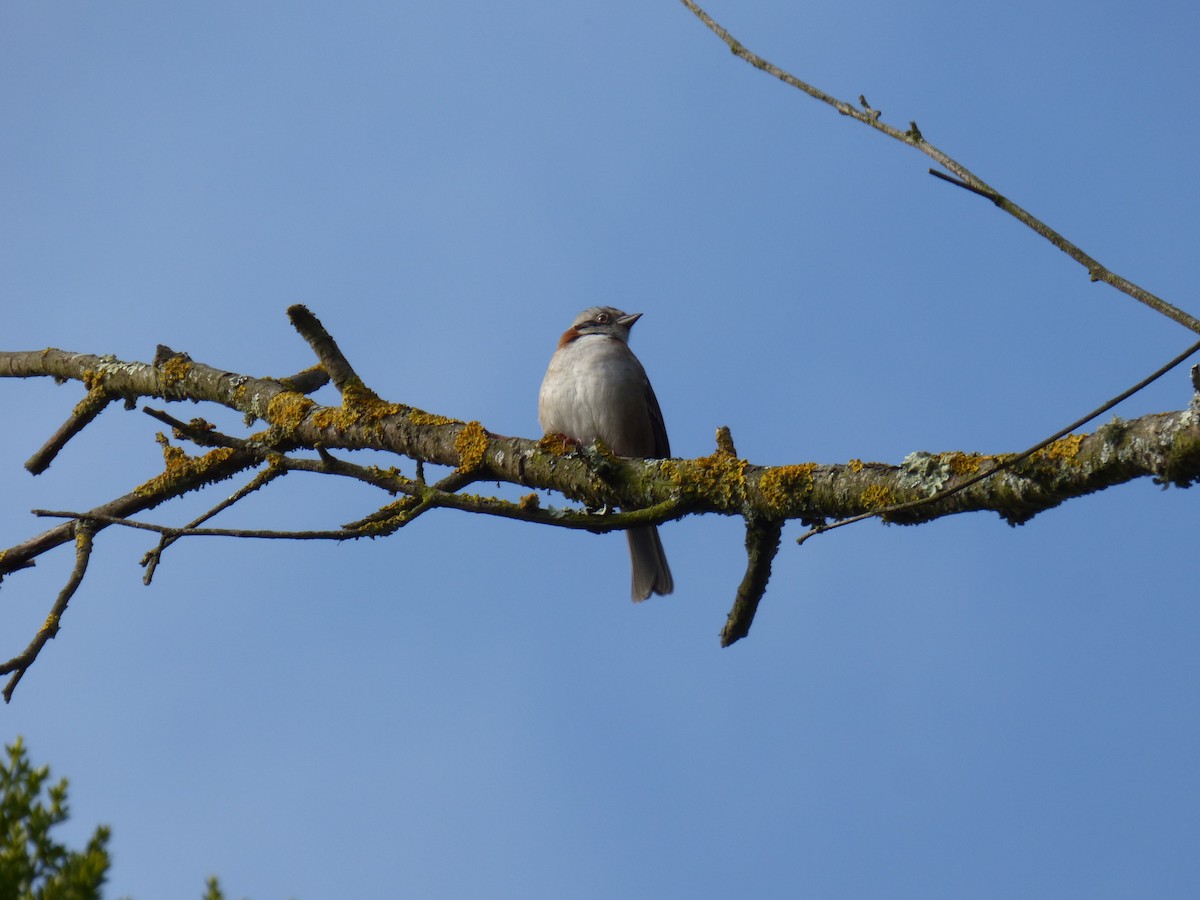 Rufous-collared Sparrow - ML642478037