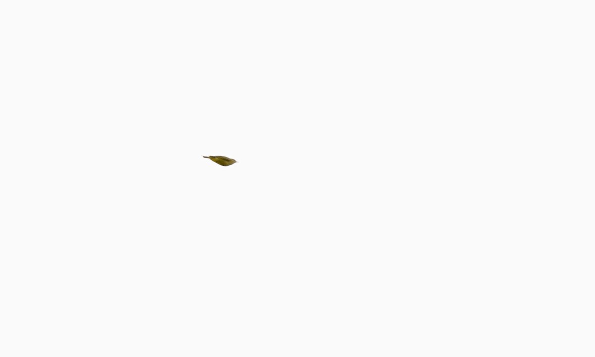 Orange-crowned Warbler - ML642478040