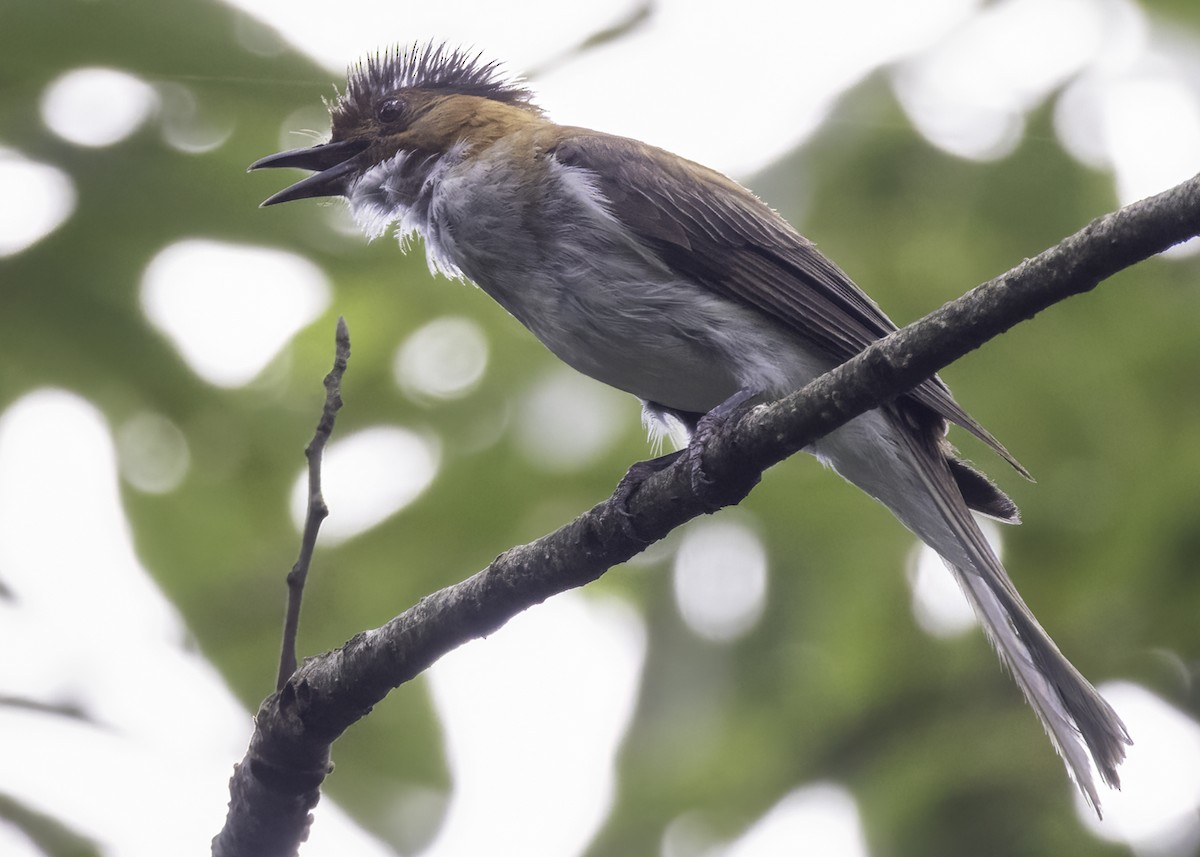 Chestnut Bulbul - ML642478044