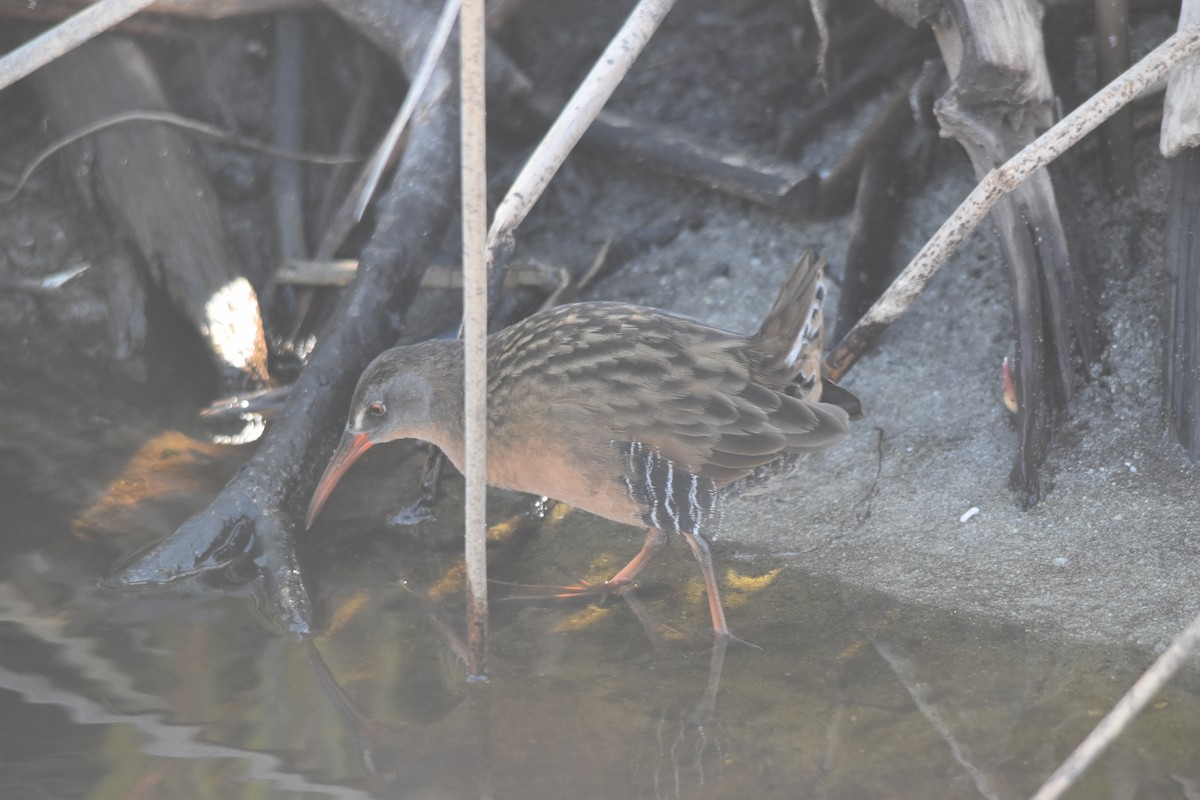 Virginia Rail - ML642478053
