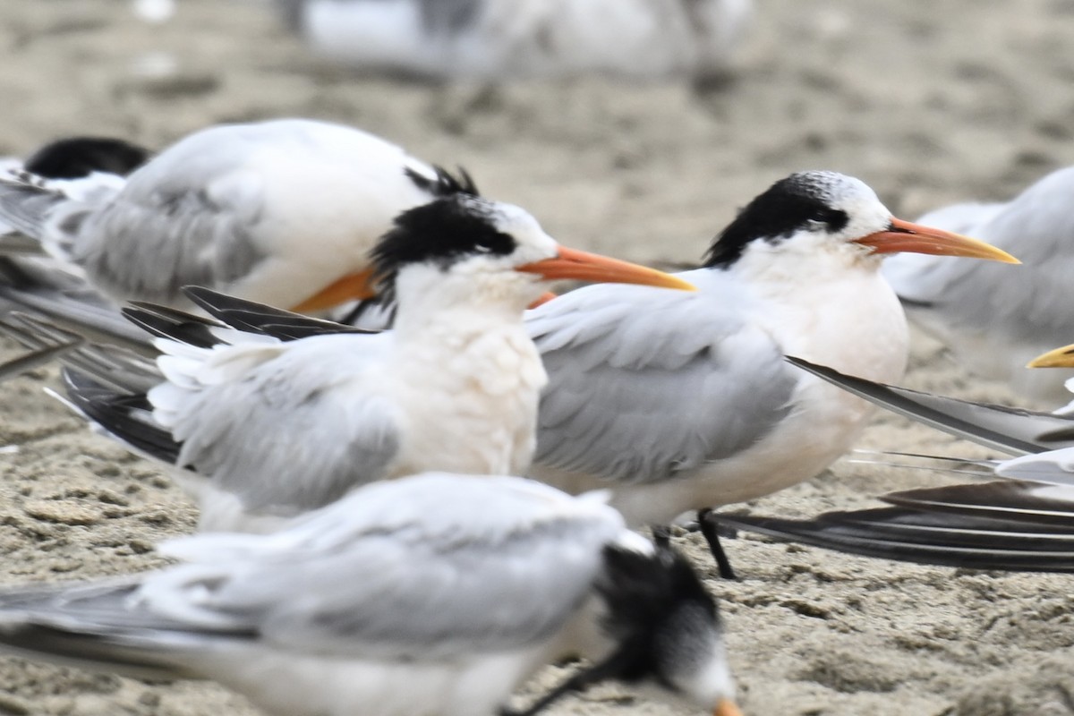 Elegant Tern - ML642478056
