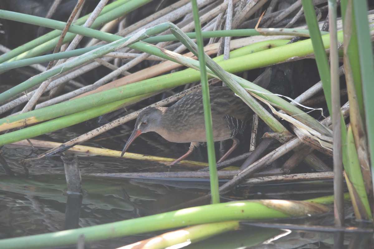 Virginia Rail - ML642478057