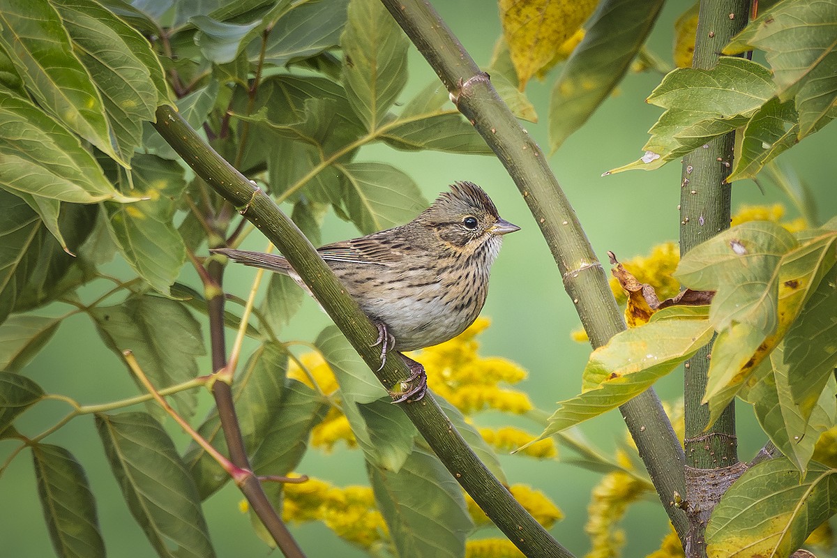 Lincoln's Sparrow - ML642478059