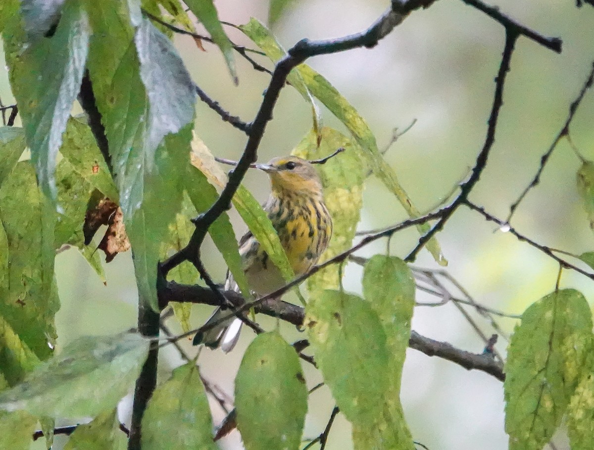 Cape May Warbler - ML642478065