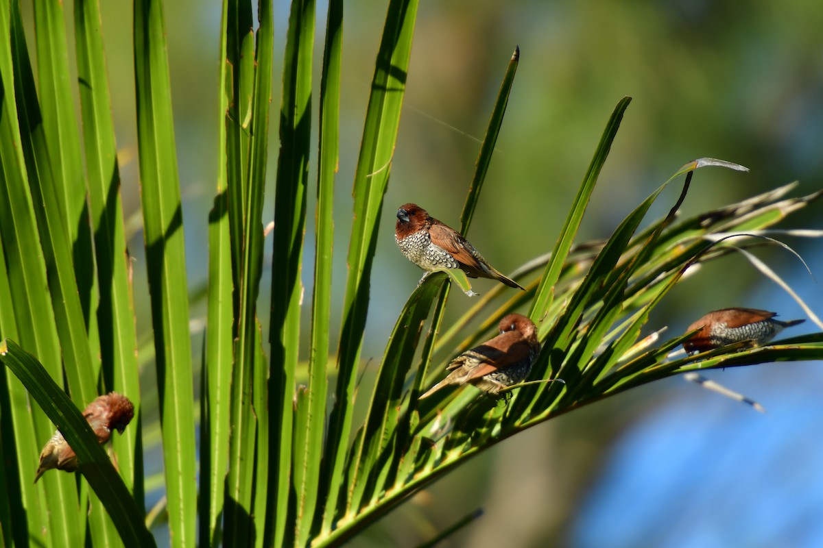 Munia pettosquamato - ML642478072
