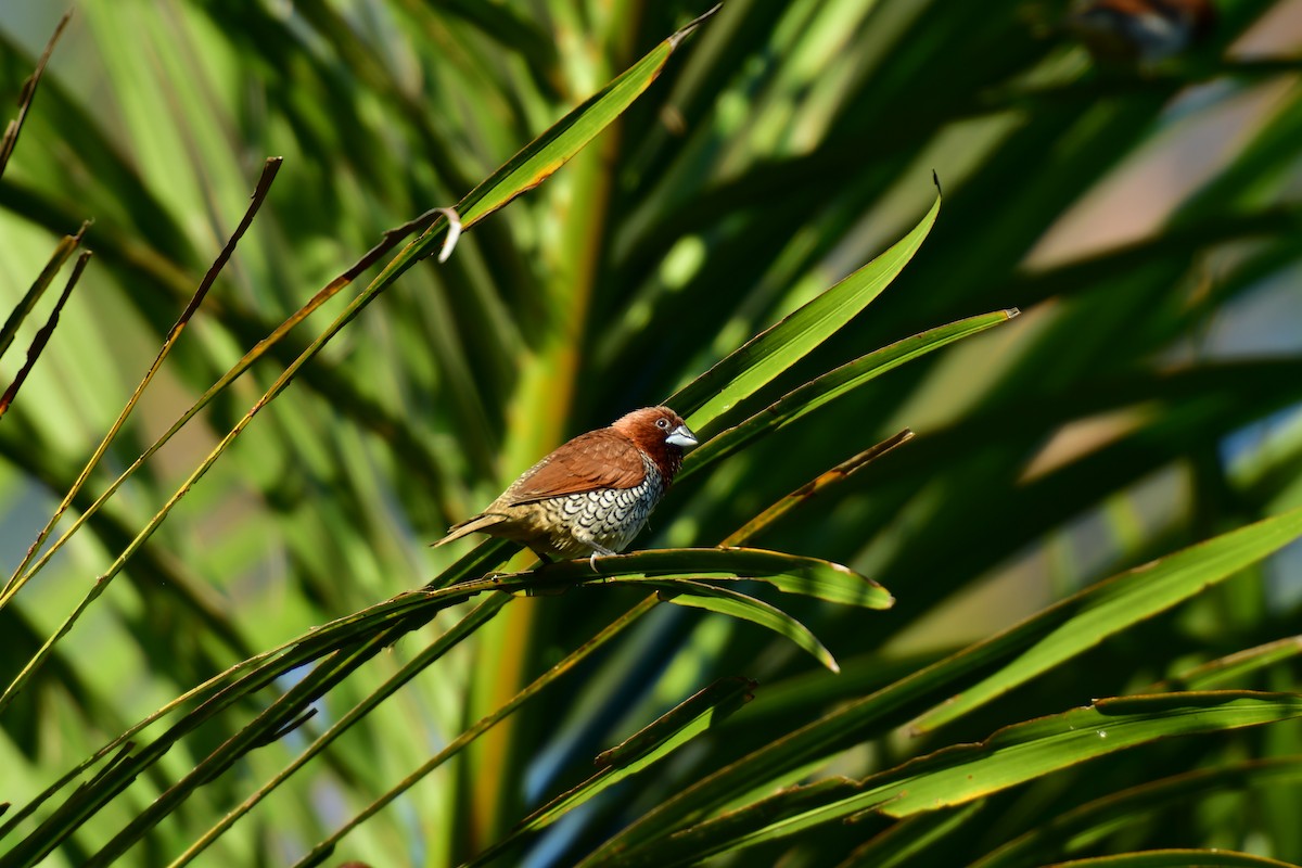 Munia pettosquamato - ML642478073