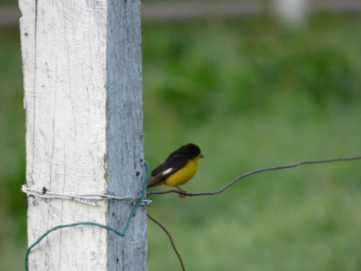 Lesser Goldfinch - ML642478074