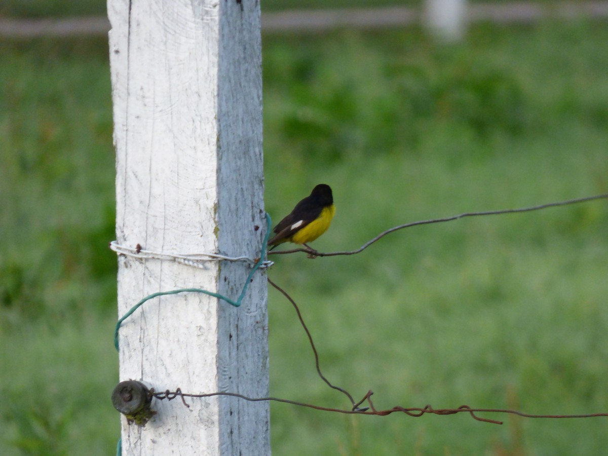 Lesser Goldfinch - ML642478075