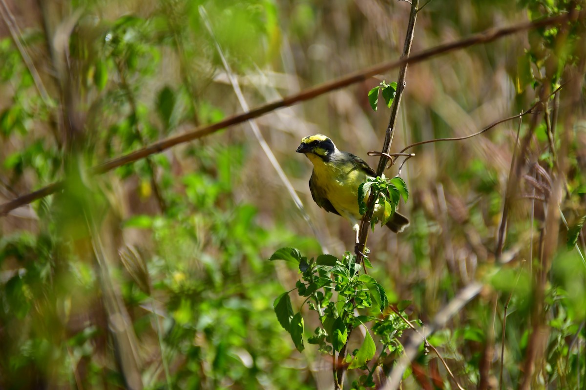 Yellow-fronted Canary - ML642478076
