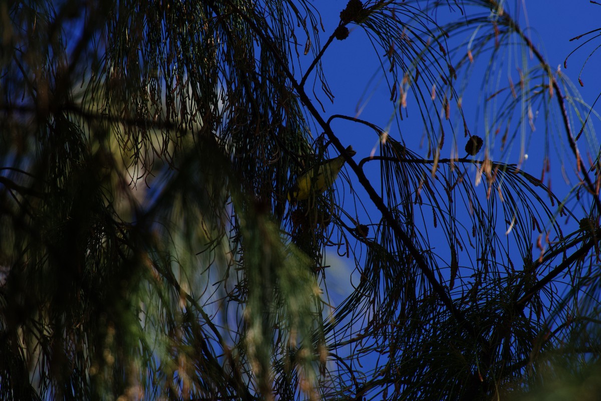 Yellow-fronted Canary - ML642478077