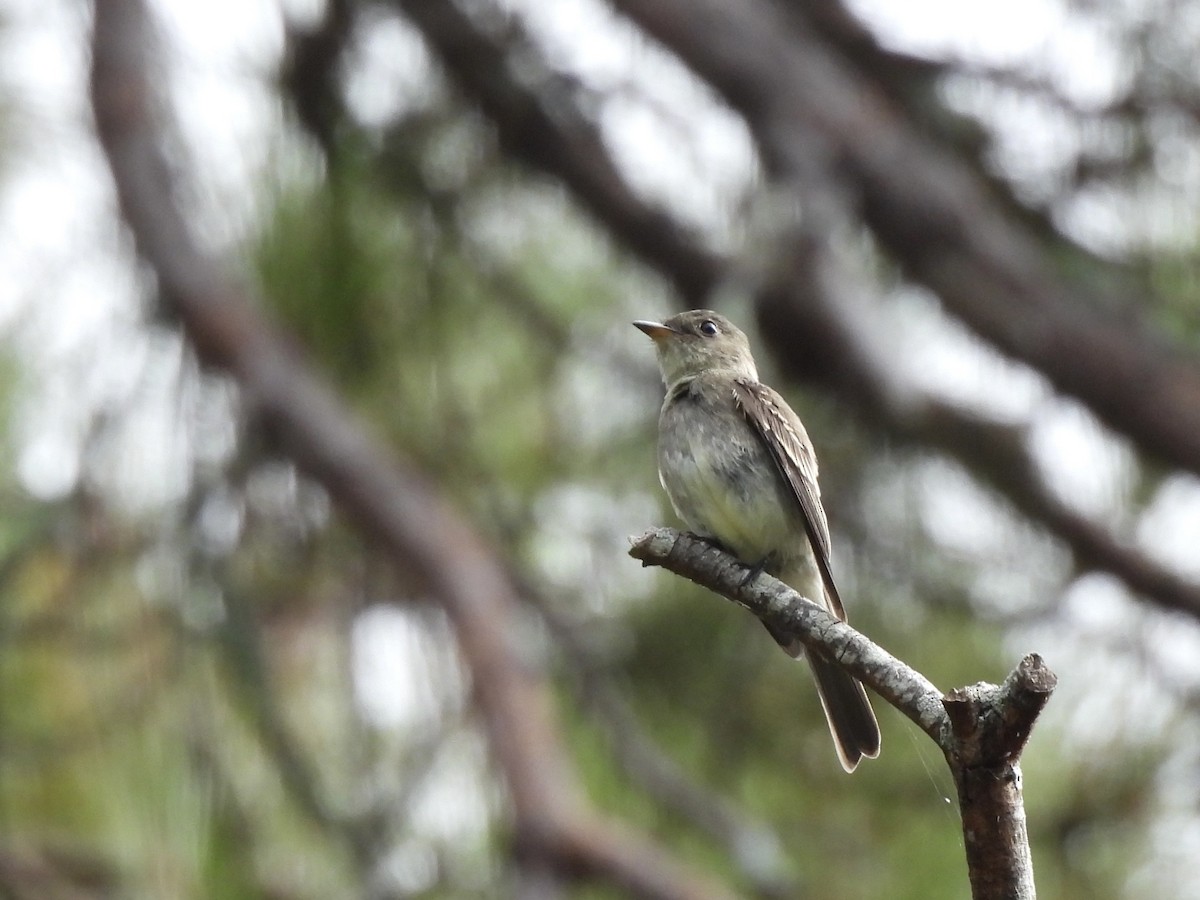 Eastern Wood-Pewee - ML642478078