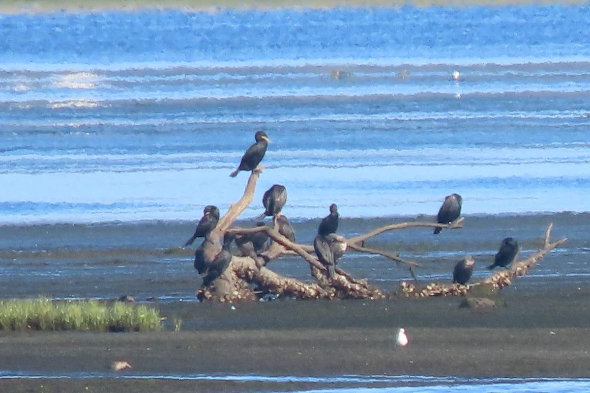 Cormorano - ML642478089