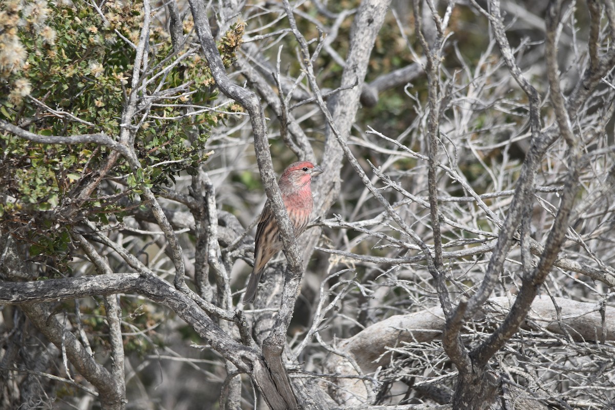 House Finch - ML642478091