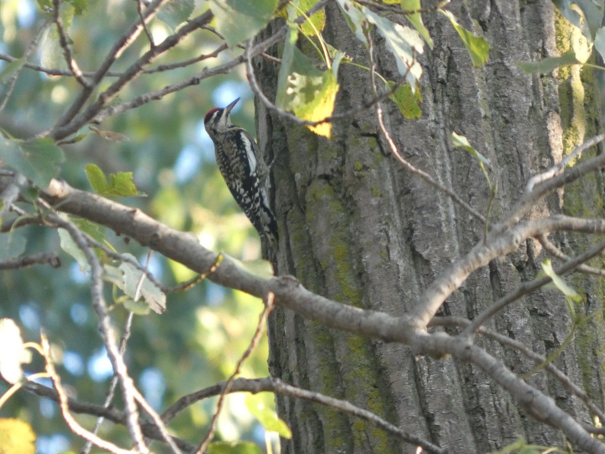 Yellow-bellied Sapsucker - ML642478093