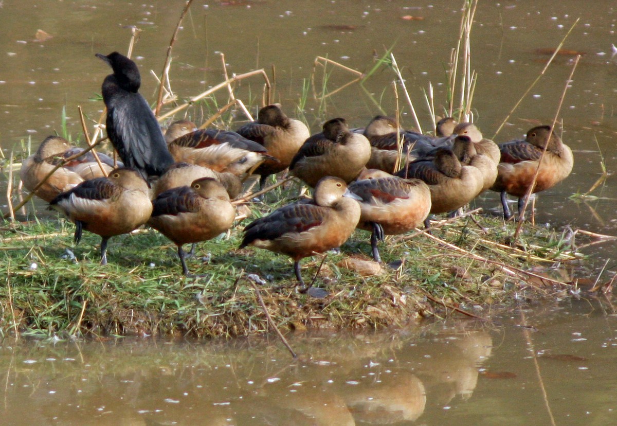 Lesser Whistling-Duck - ML642478094