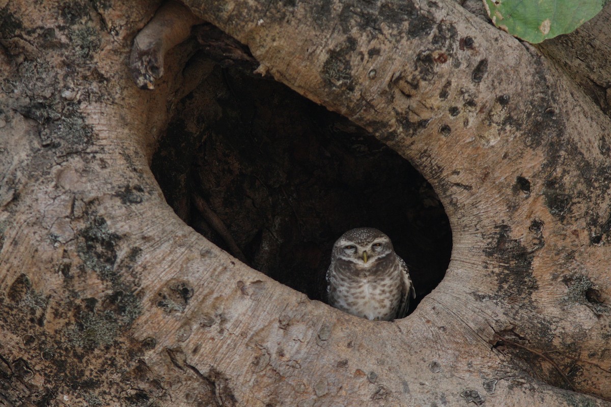 Spotted Owlet - ML642478097