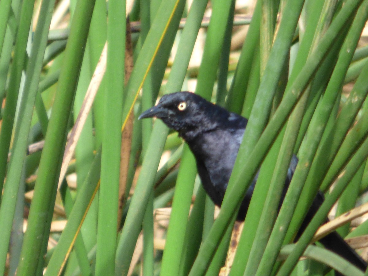 Carib Grackle - ML642478098