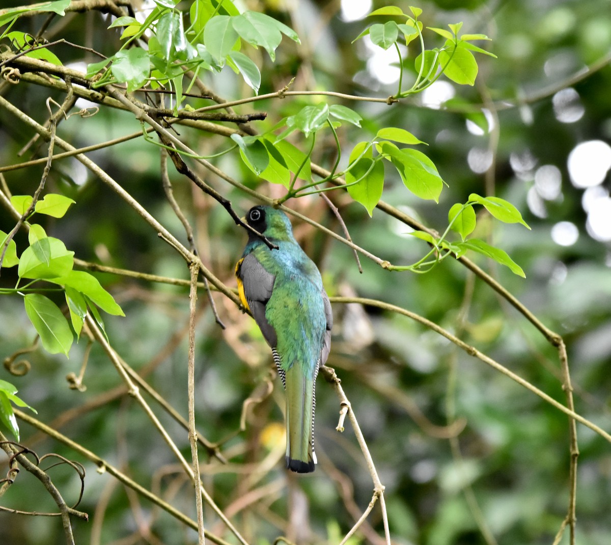Atlantic Black-throated Trogon - ML642478100