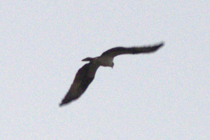 Falco pescatore - ML642478101