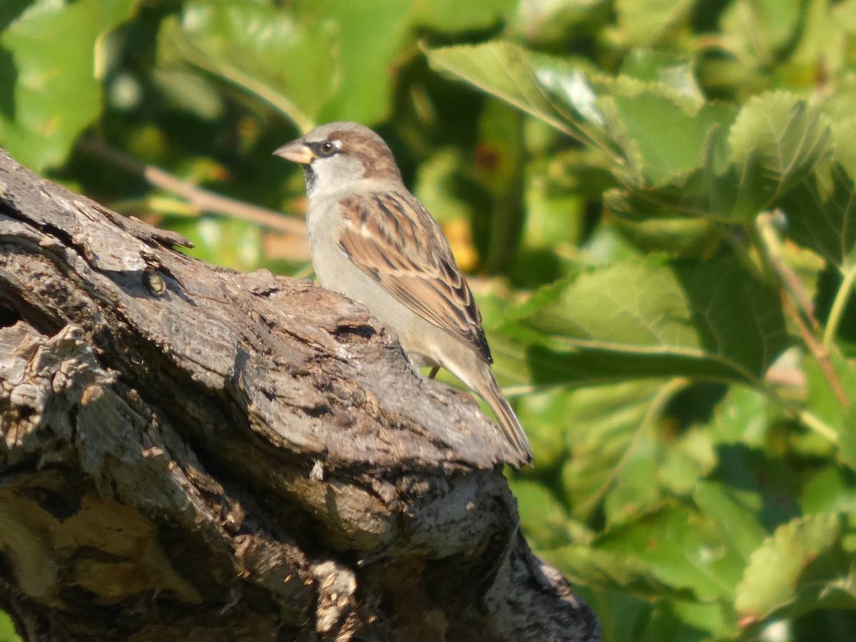 Passera oltremontana - ML642478103