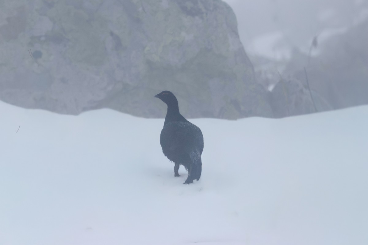 Caucasian Grouse - ML642478105