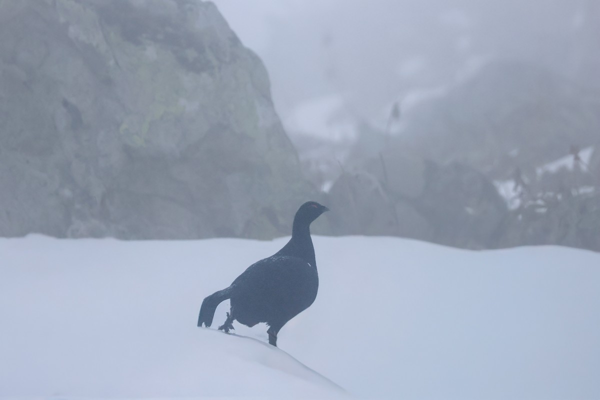 Caucasian Grouse - ML642478106