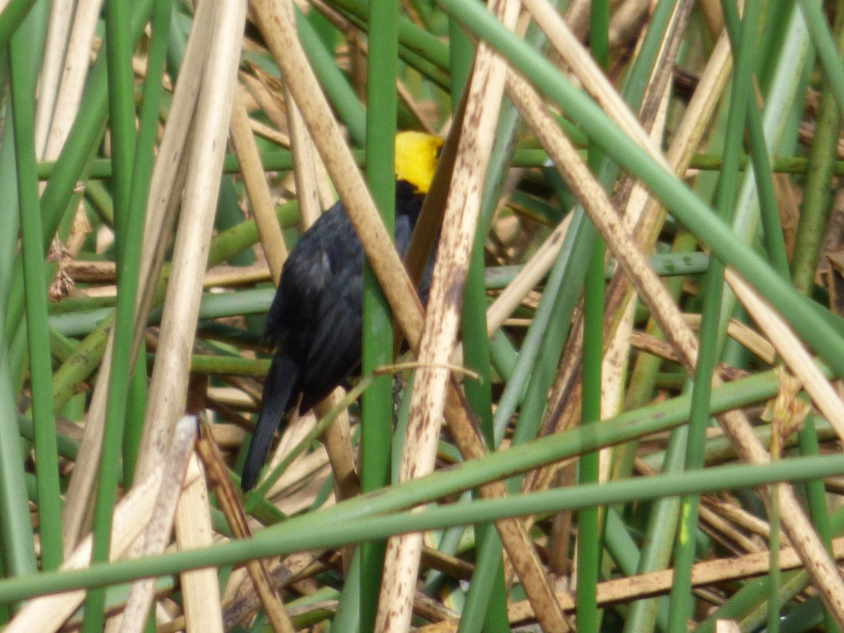 Yellow-hooded Blackbird - ML642478107