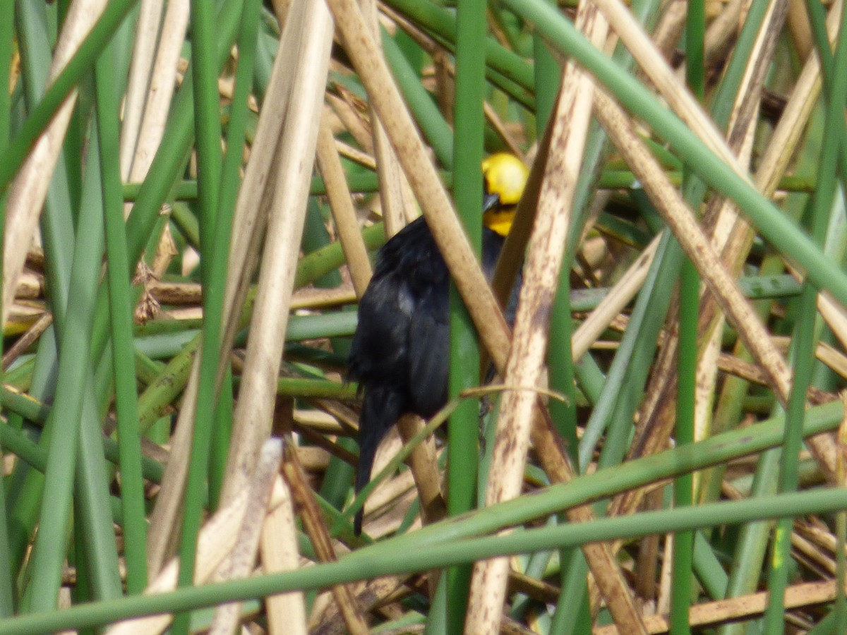 Yellow-hooded Blackbird - ML642478108