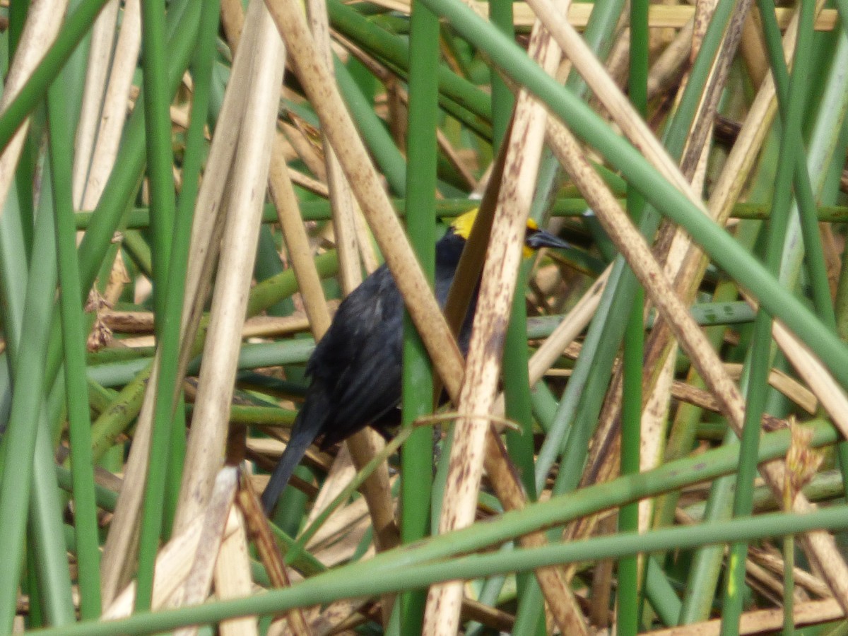 Yellow-hooded Blackbird - ML642478110