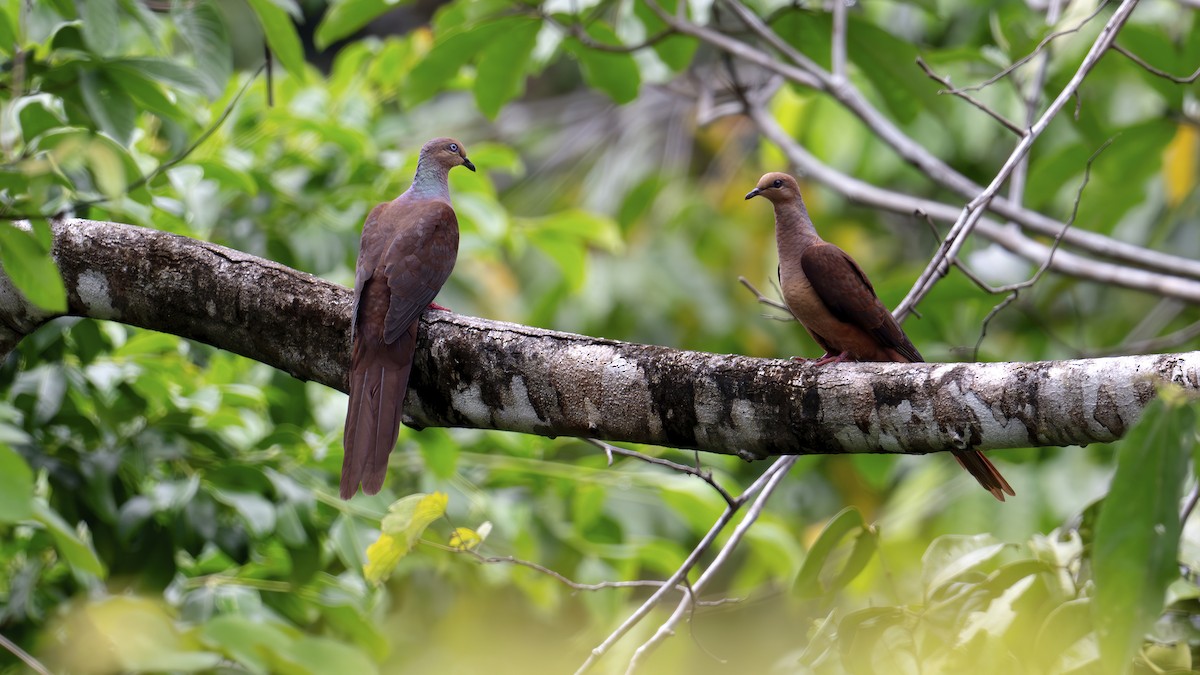 Sultan's Cuckoo-Dove - ML642478117