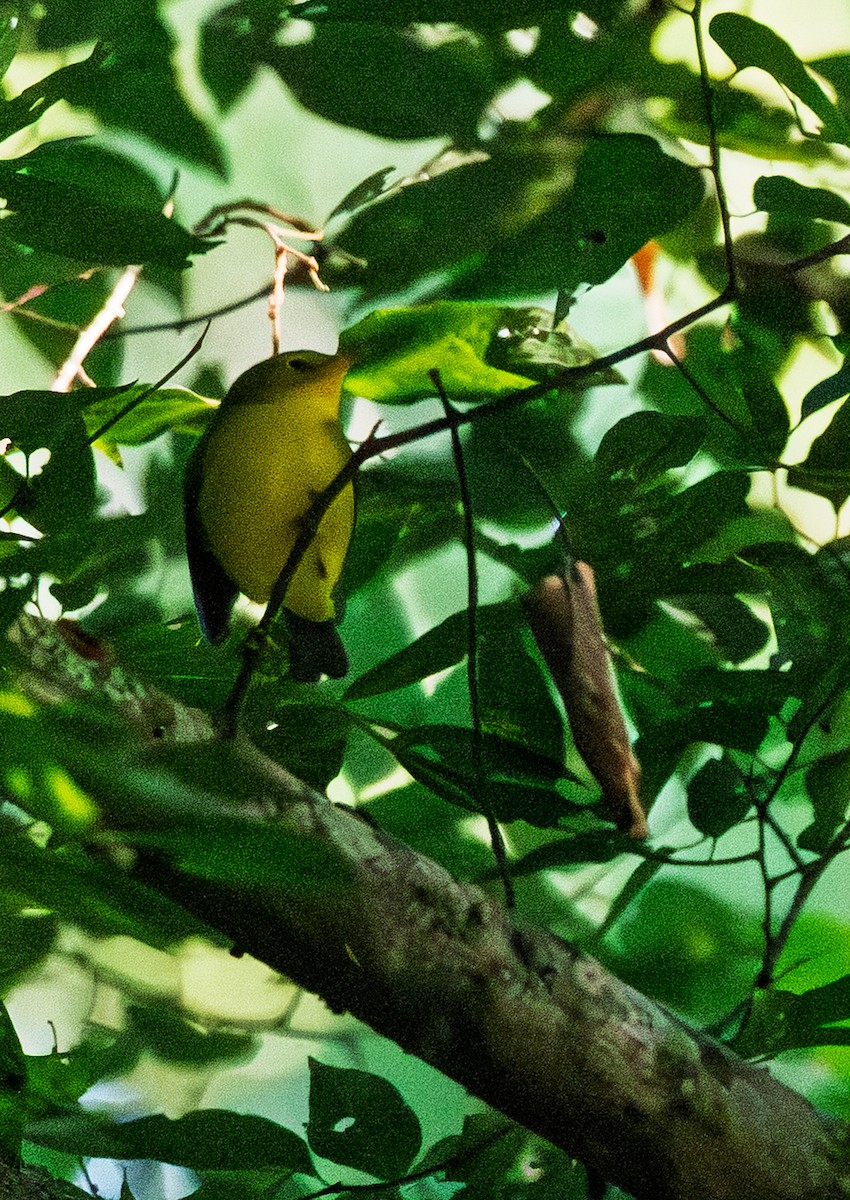 Wilson's Warbler - ML642478121