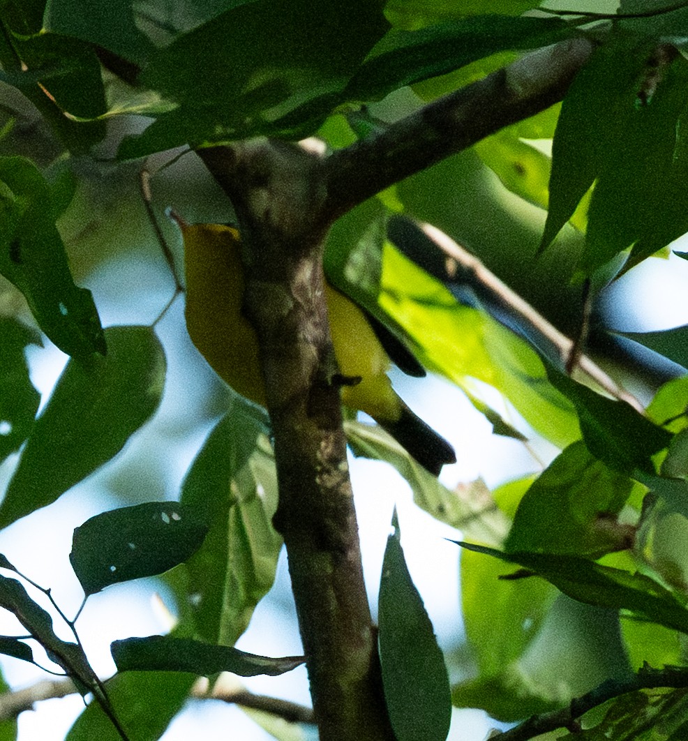 Wilson's Warbler - ML642478122