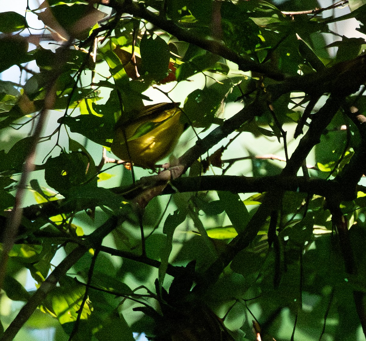 Wilson's Warbler - ML642478123
