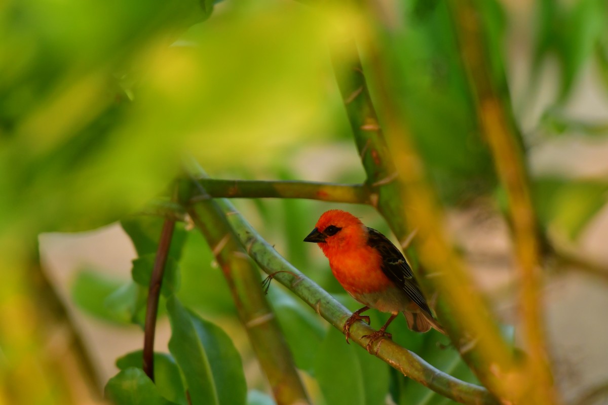 Red Fody - ML642478125