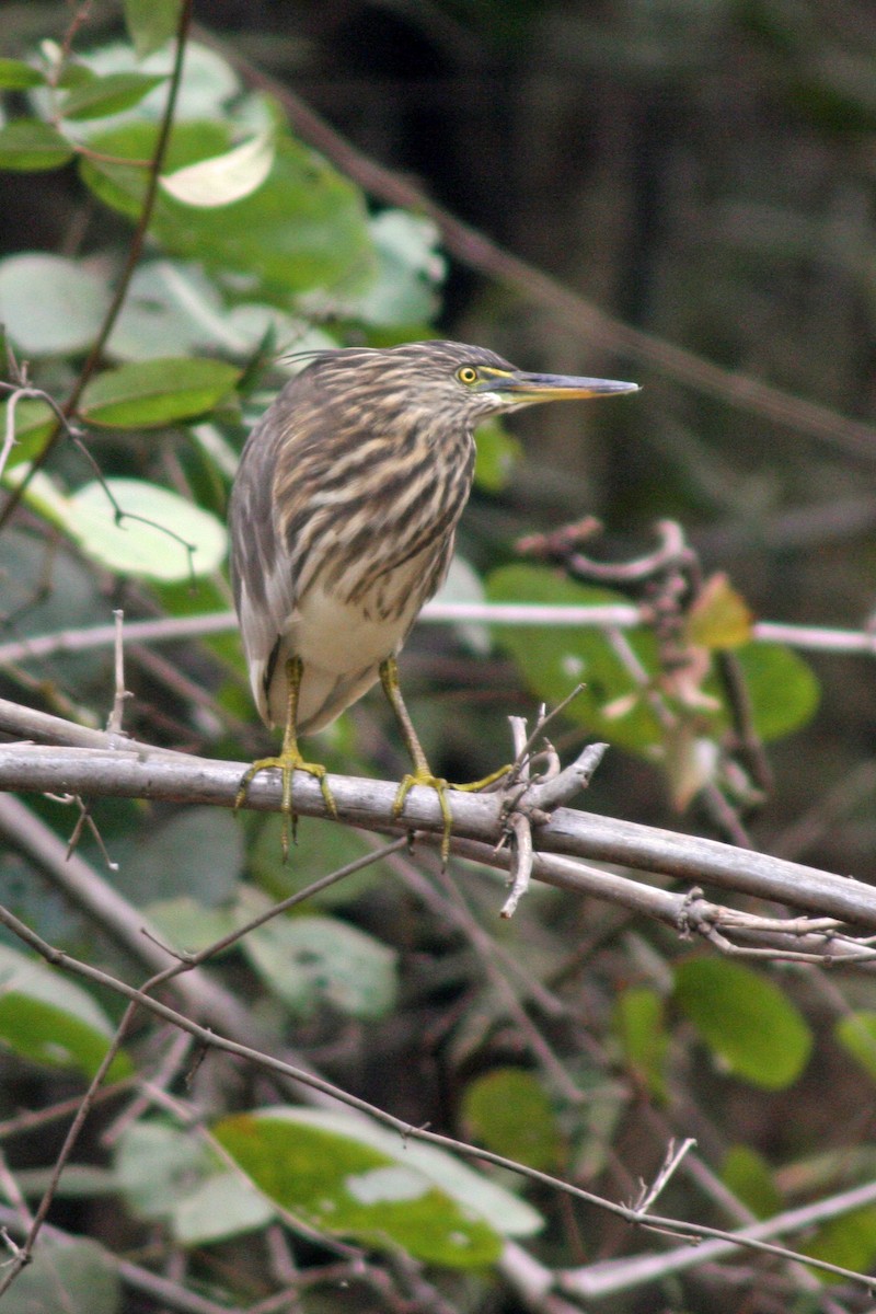 Indian Pond-Heron - ML642478128