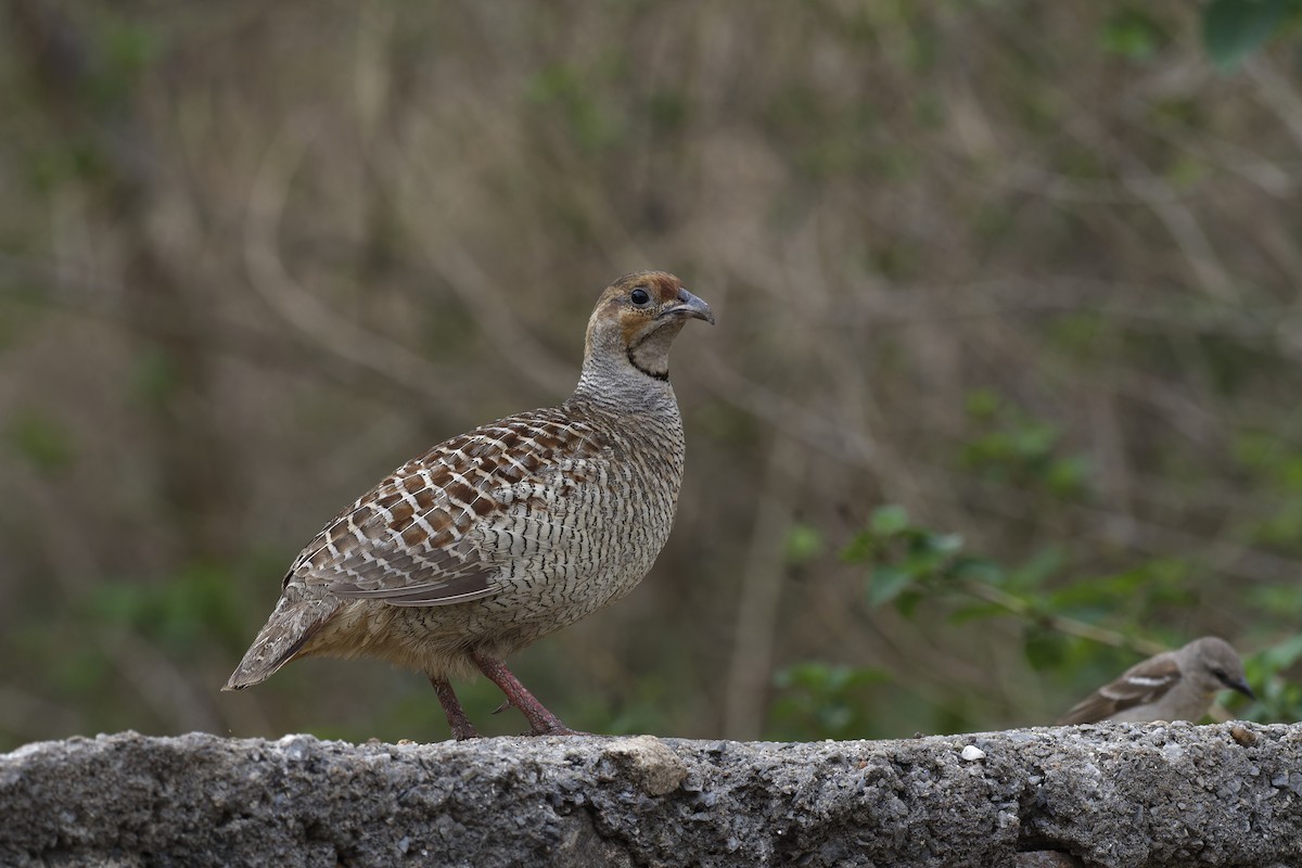 Gray Francolin - ML642478129