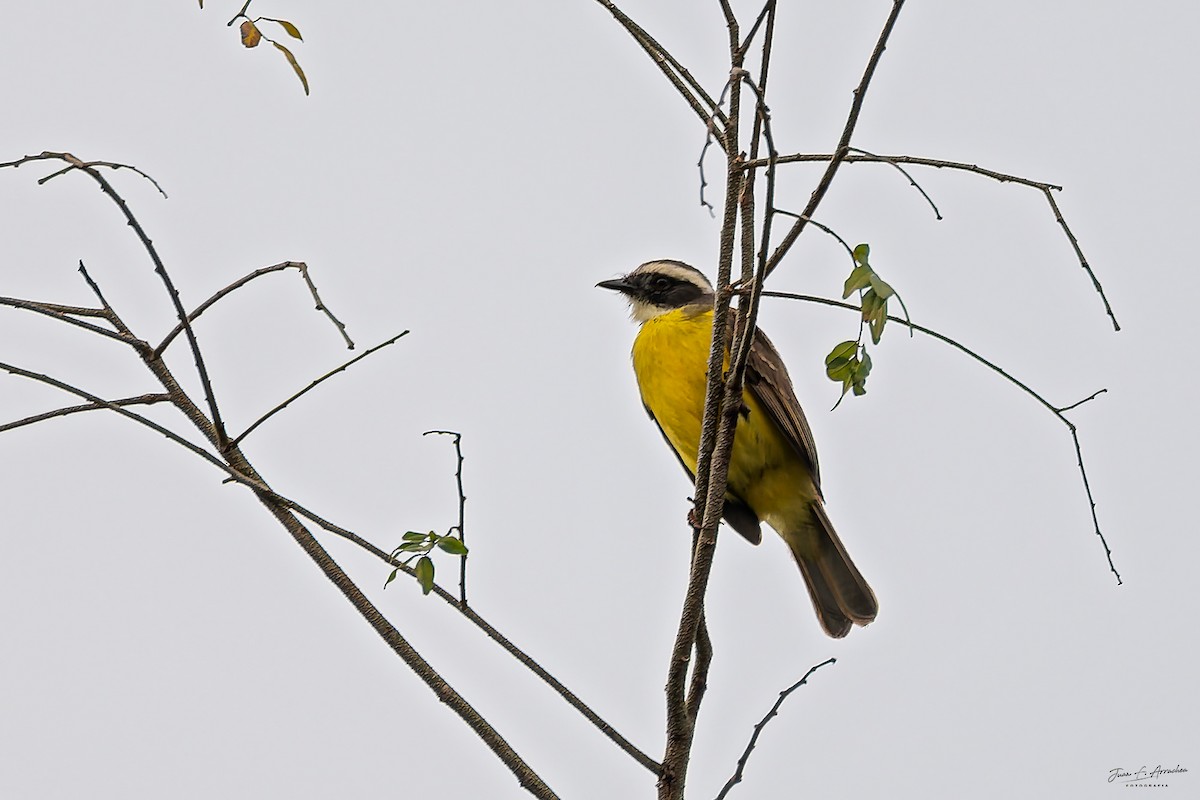 Great Kiskadee - ML642478131