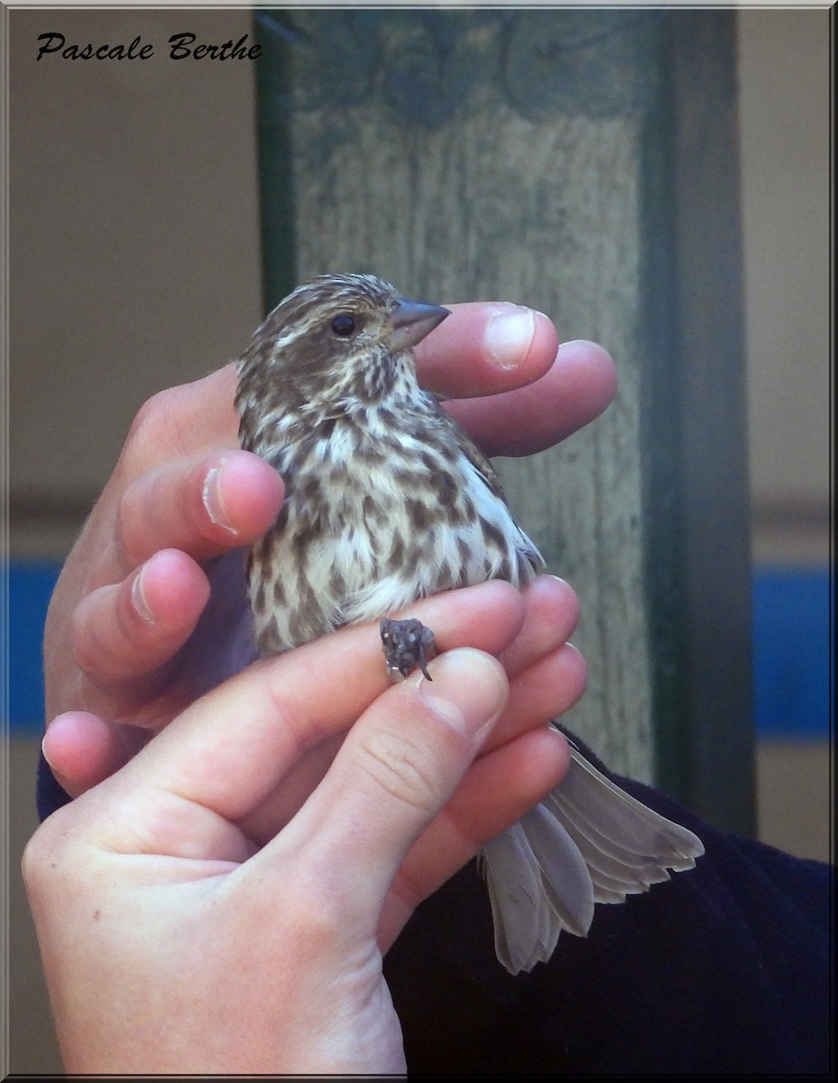 Purple Finch - ML642478132