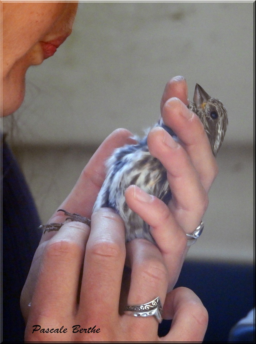 Purple Finch - ML642478133