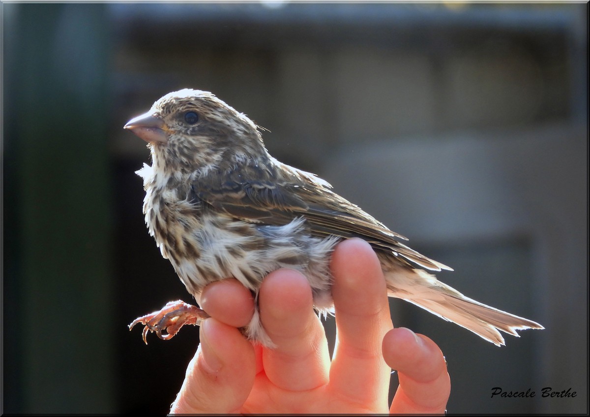 Purple Finch - ML642478134