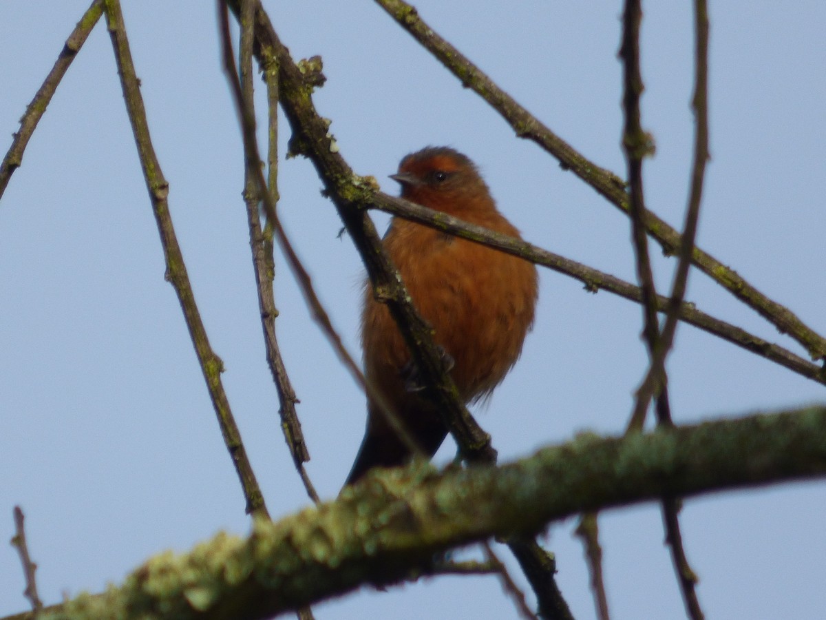 Rufous-browed Conebill - ML642478139