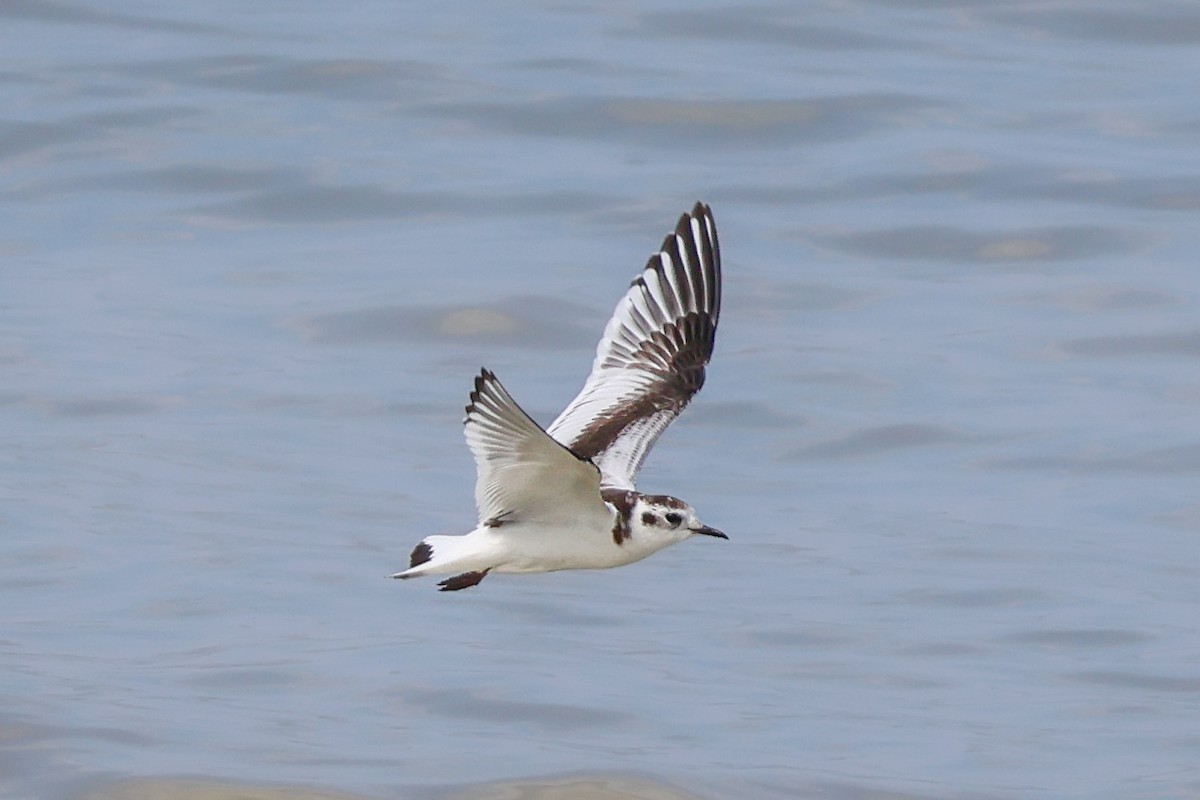 Little Gull - ML642478143