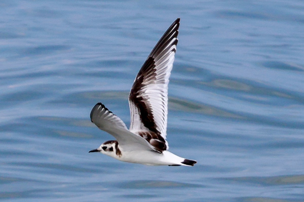 Little Gull - ML642478144