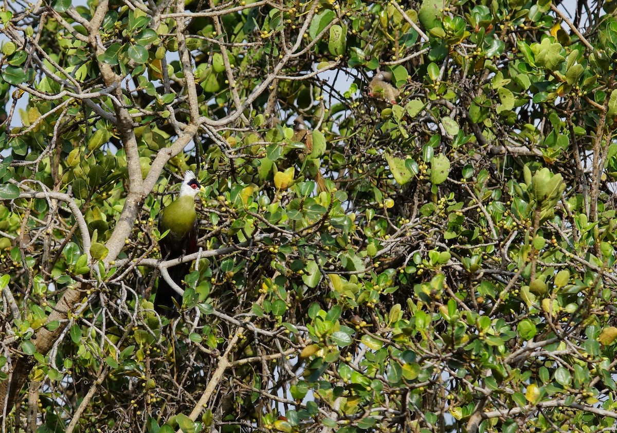 White-crested Turaco - ML642478156