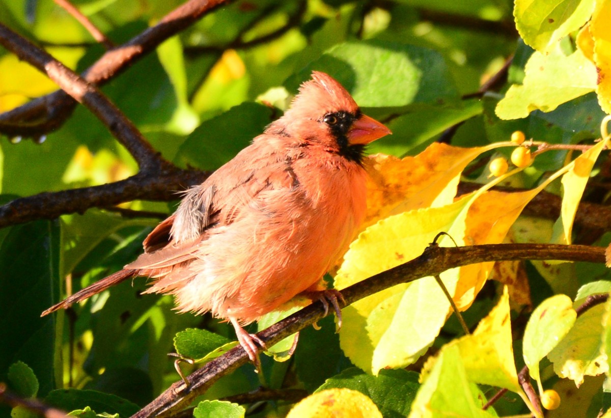 Northern Cardinal - ML642478157