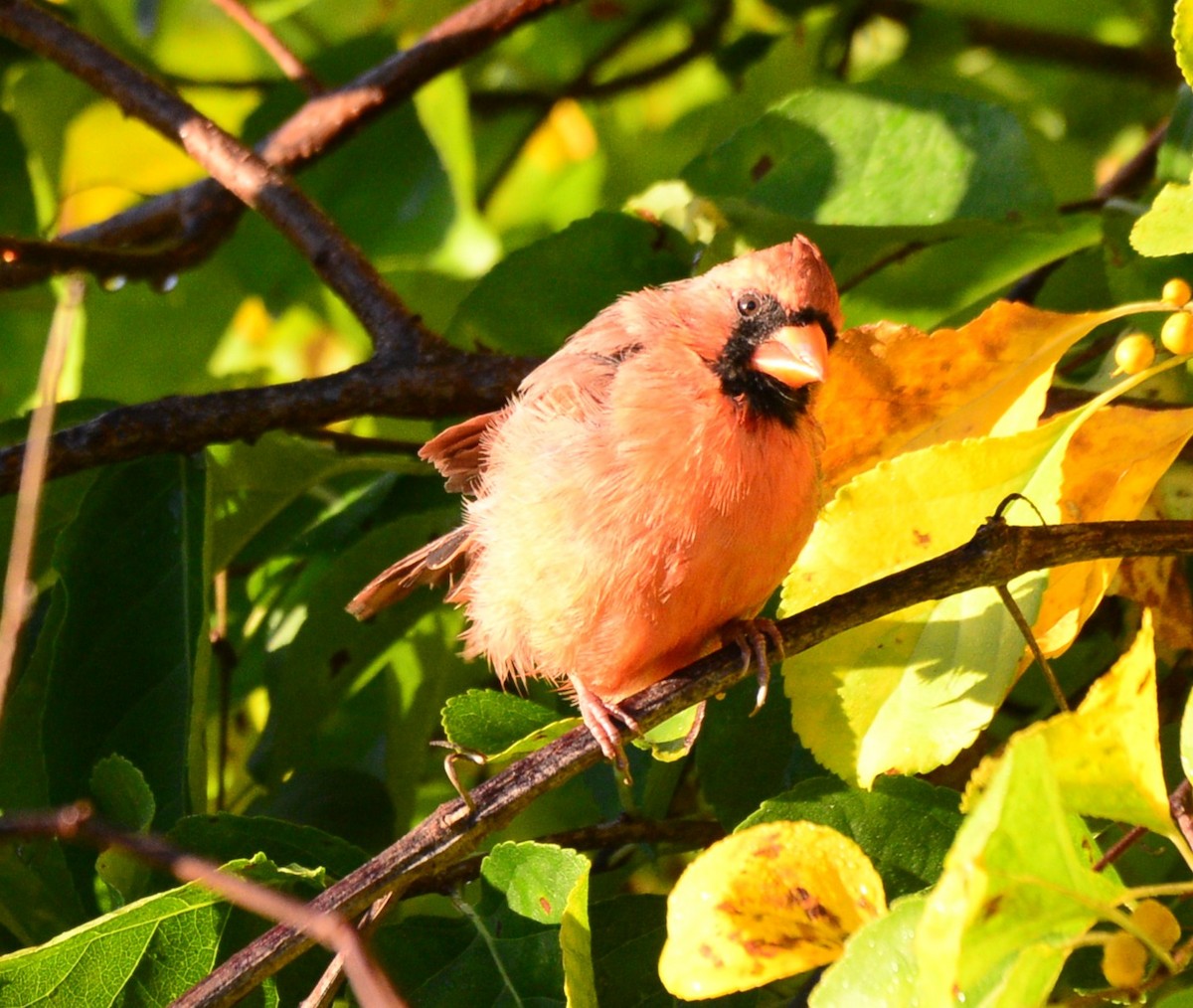 Northern Cardinal - ML642478158